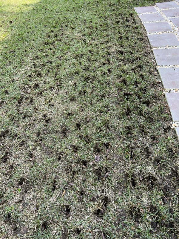 Residential Lawn Aeration